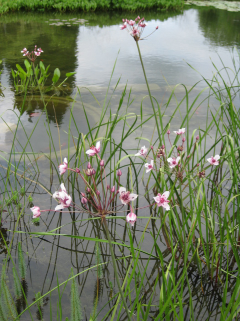 Schwanenblume am Gartenteich