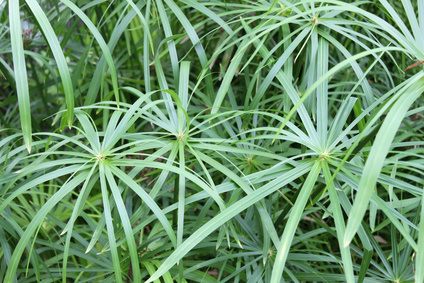 Cyperngras | Cyperus longus