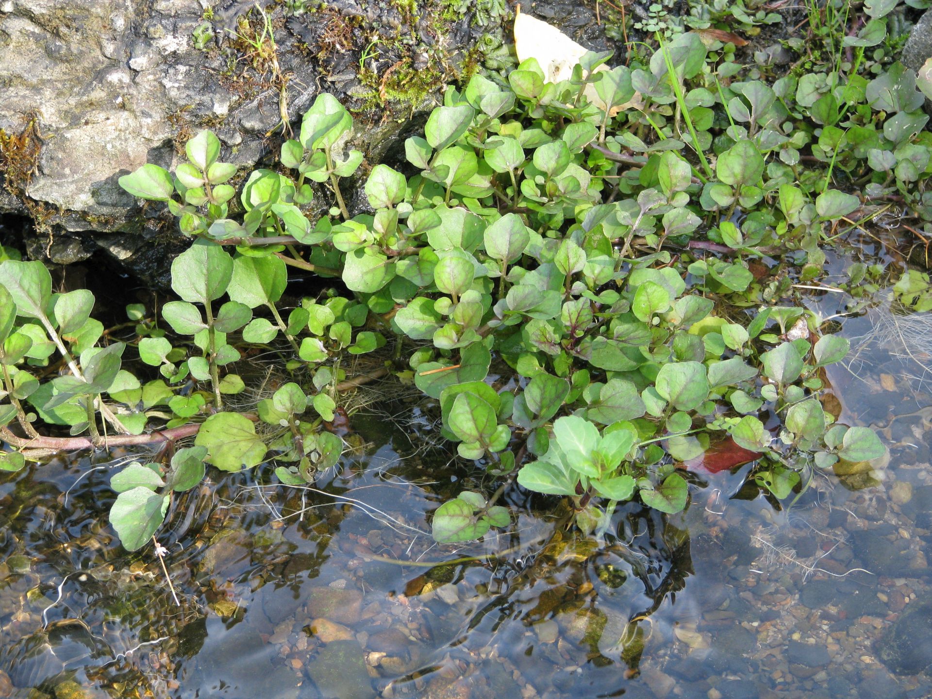 Bachbunge am Ufer