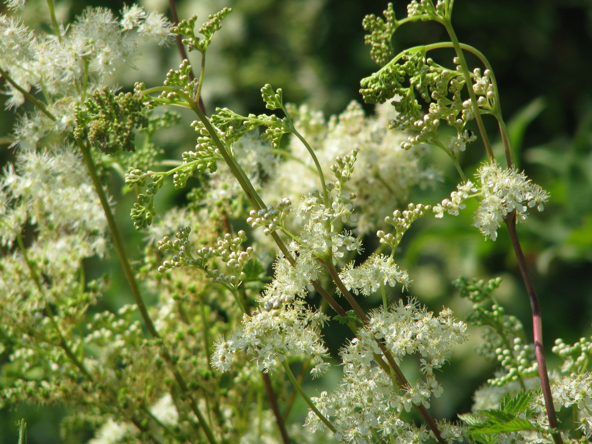 Spierstaude oder Mädesüß | Filipendula ulmaria