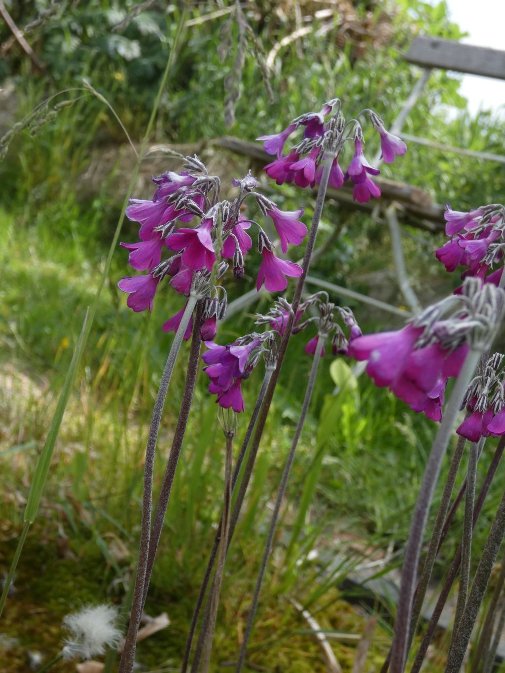 Primula secundiflora