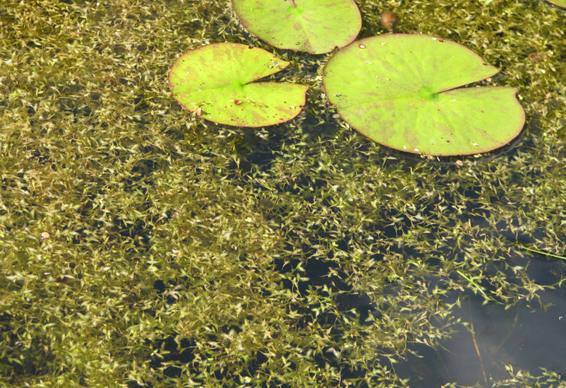 Dreifurchige Wasserlinse im Gartenteich