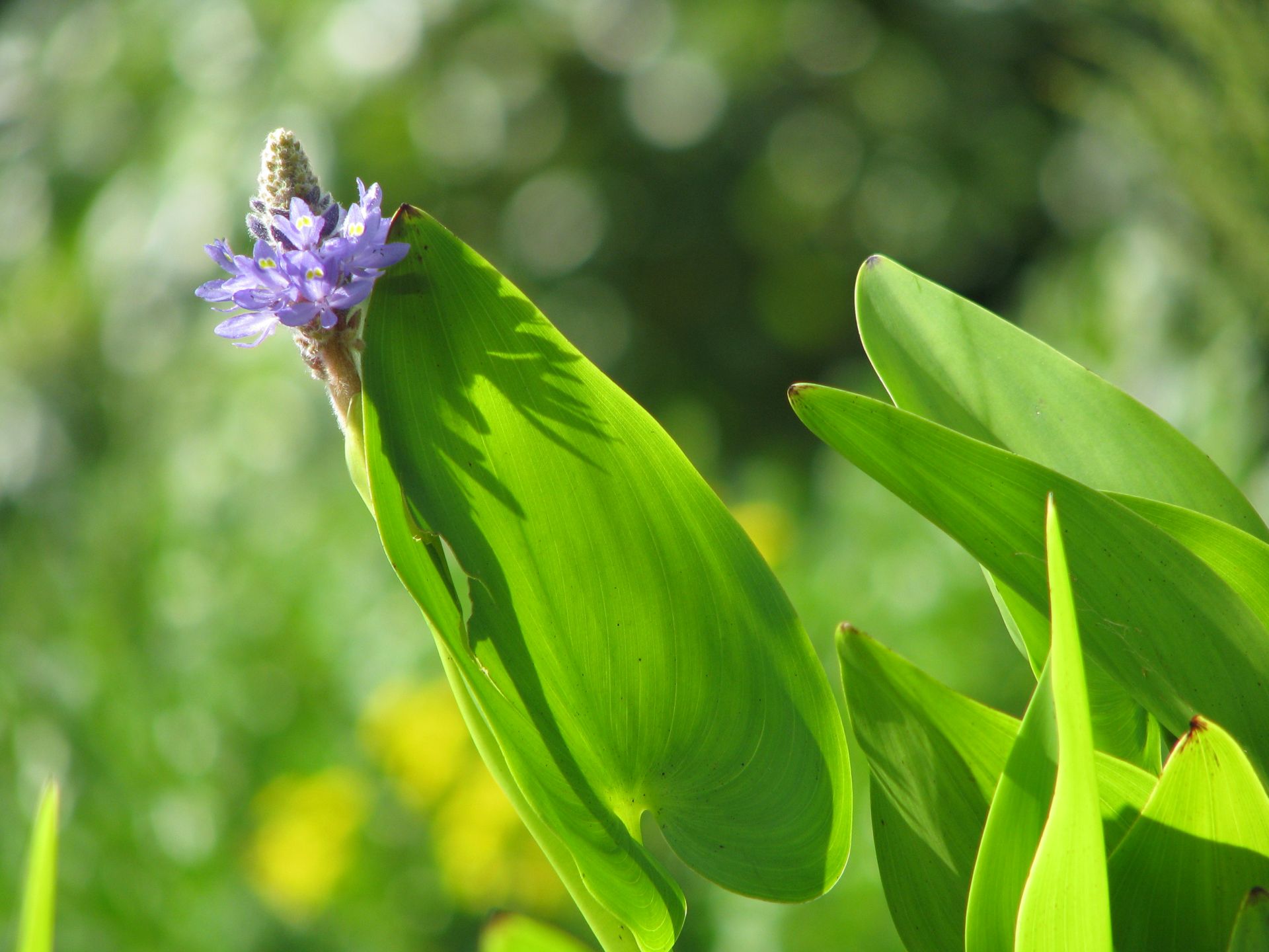 Hechtkraut | Potederia cordata