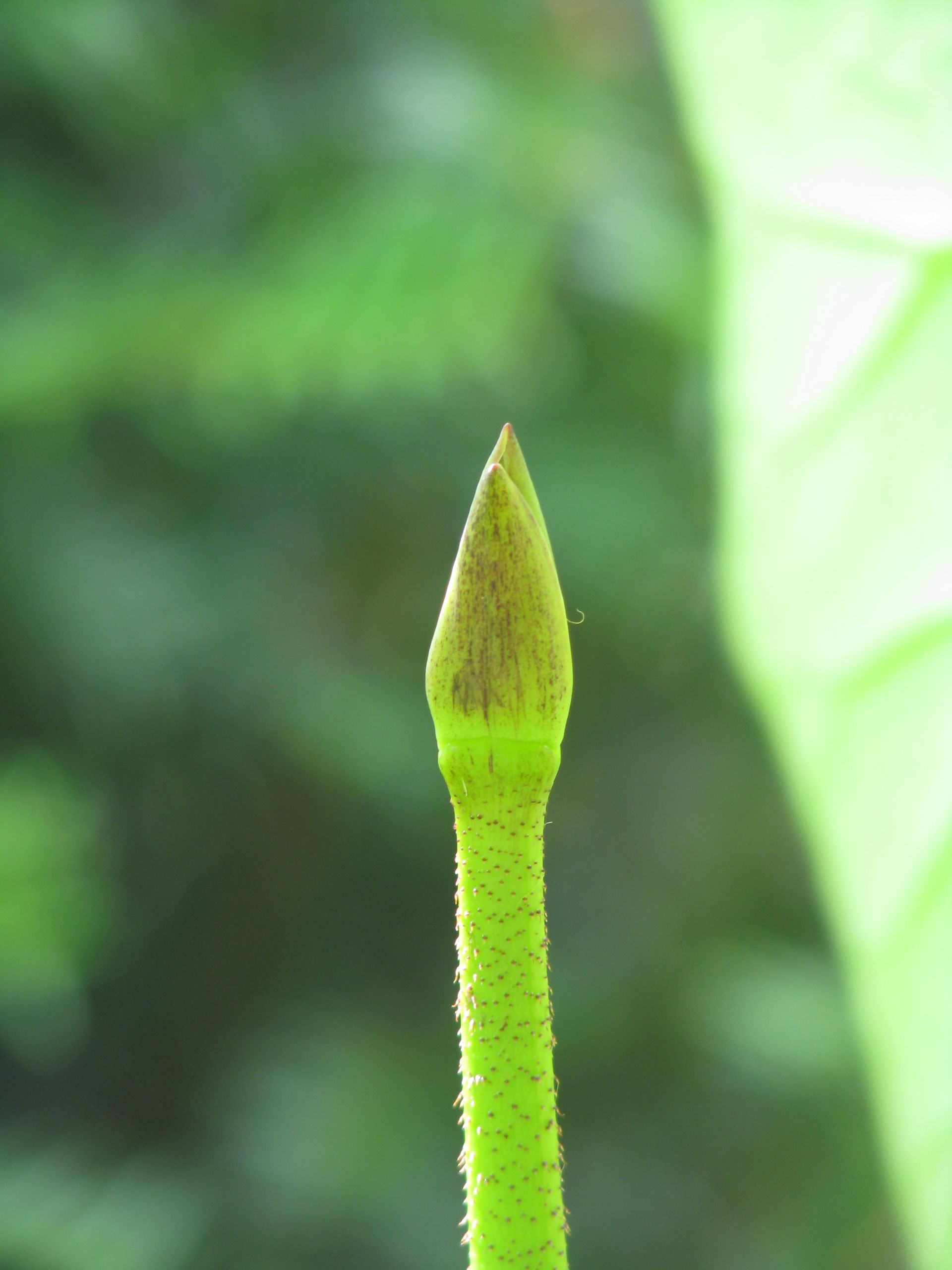 kleine Knospe einer Lotosblüte