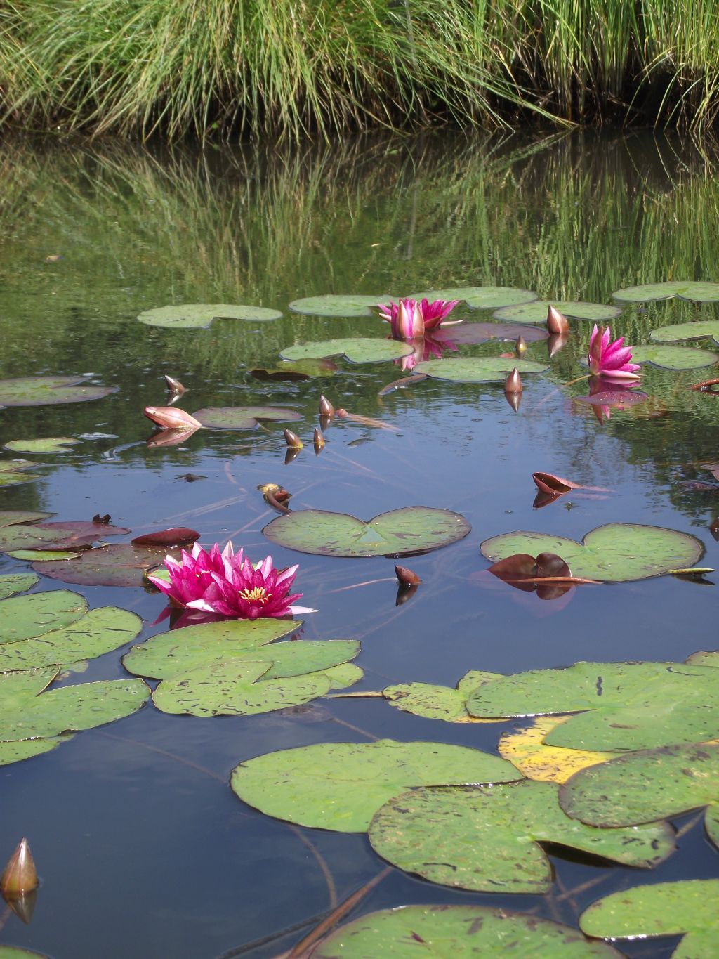 Gartenteich mit Seerose Vesuve