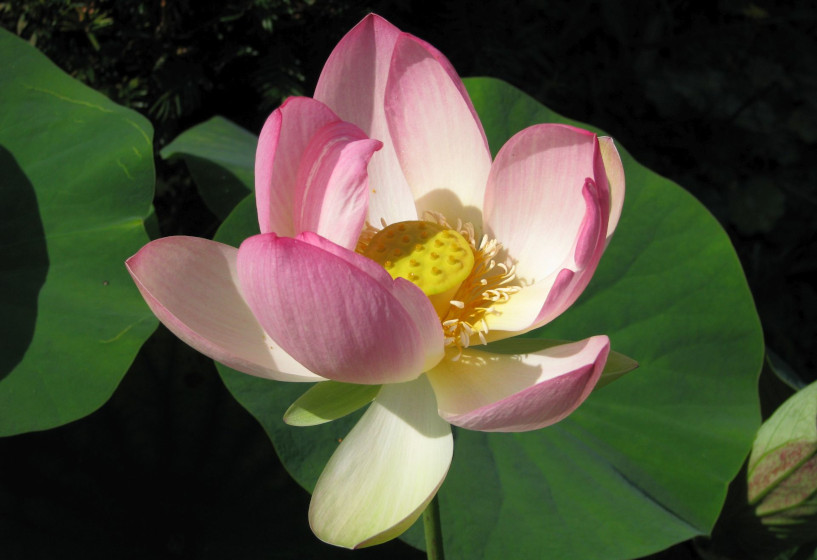 Nelumbo nucifera