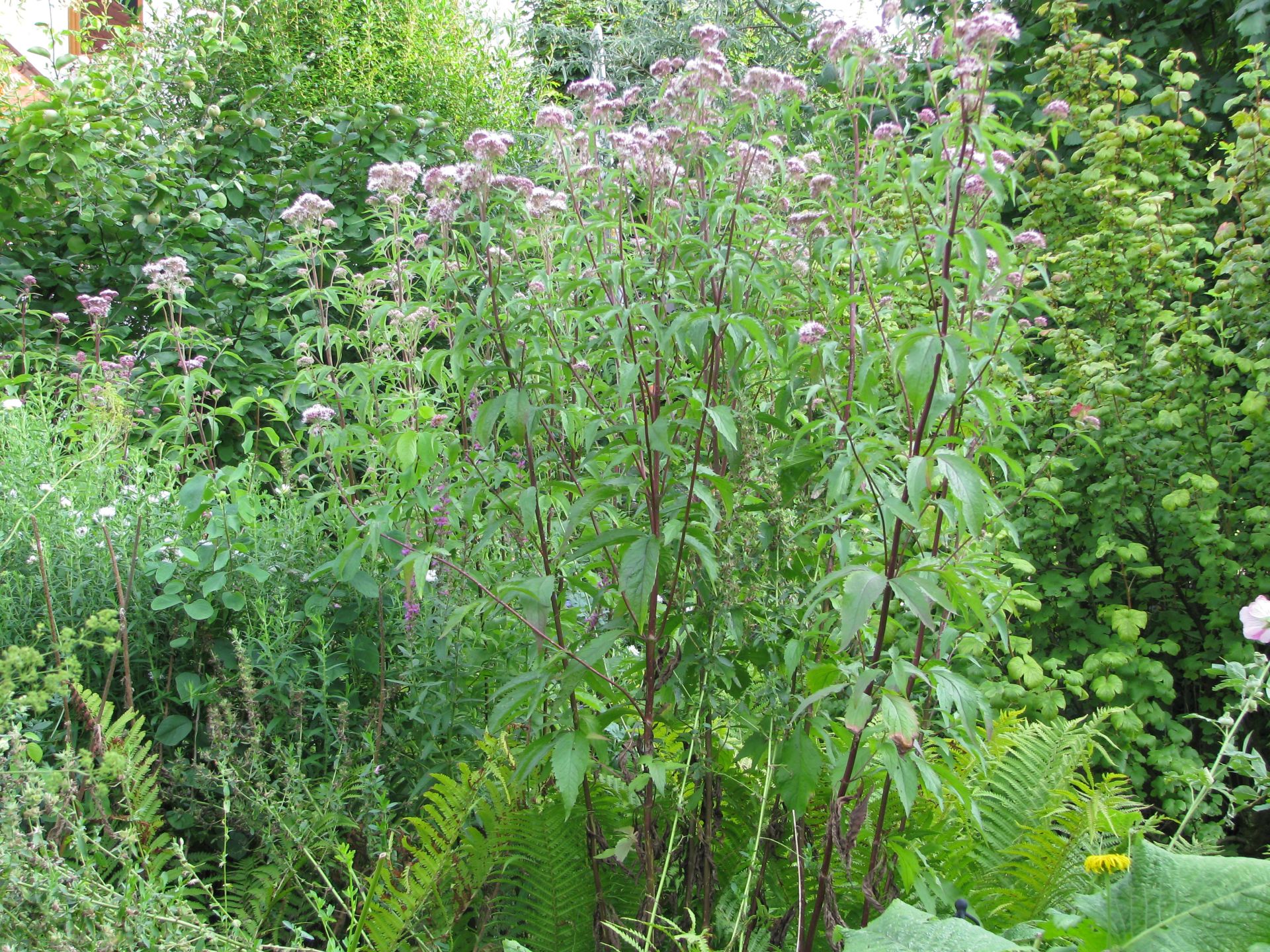 Wasserdost am Gartenteich