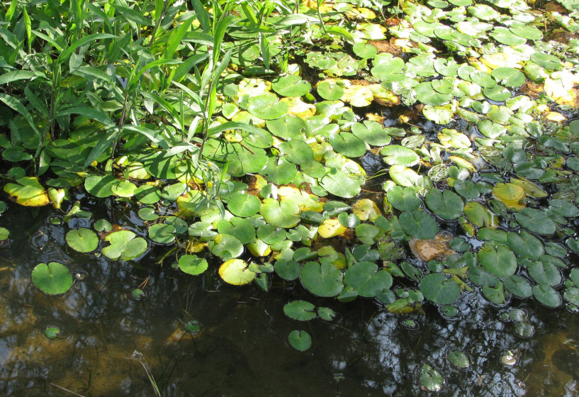 Seekanne mit Schwimmblättern