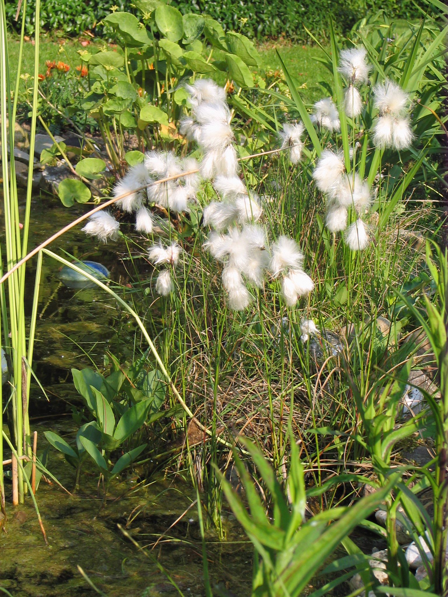 Wollgras am Gartenteich